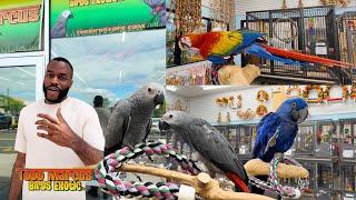 The Largest Parrot Store In The USA  Bringing Home My African Greys from Todd Marcus Birds Exotic