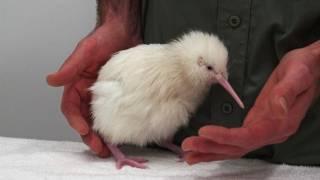 Second rare white kiwi hatches in New Zealand