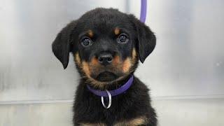 This is your sign to get a Rottweiler  Adorable Rottweiler puppy