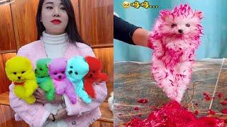 The Cutest Mini Pomeranians in the World  Chó Phốc Sóc Mini Dễ Thương Nhất Thế Giới  #