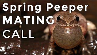 Spring Peepers - Sounds and Calls - 1 Hour Uninterrupted