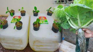 Creativity Growing Hydroponic Vegetable Garden at Home - Easy for Beginners