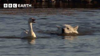 Cheeky Ducks Trick Wolves  Animal Babies  BBC Earth