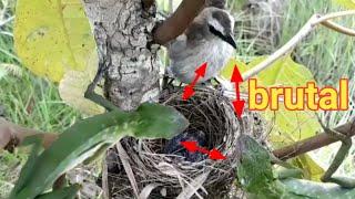 chameleons eat baby birds in nests