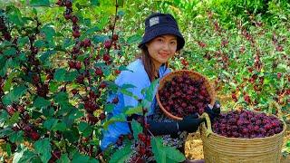 Full Video Harvesting Artichoke Flowers  Goes to Market Sell - Harvest Farm Cooking  Tieu Lien