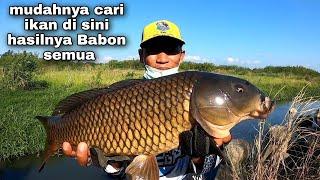 ngga nyangka garong ikan mas di sarangnya nila babon hasilnya sangat memuaskan ..