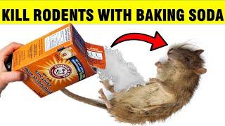 How To Kill Mice & Rats RODENTS with Baking Soda