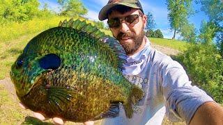 BLUEGILL that are BIGGER than a FRYING PAN