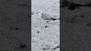 Seagulls stroll along the sandy shoreline #sea #travel #birds