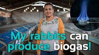 Innovating in rabbit farms with biogas  Sistema.bio