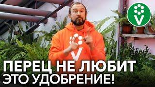 ХУДШЕЕ УДОБРЕНИЕ ДЛЯ ПЕРЦА Не подкармливайте рассаду перца этим популярным фосфорным удобрением