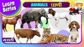 प्राणी - Learn Animals in Marathi  Nursery Rhymes  Preschool Learning For Kids