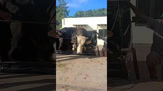 Menurunkan Sapi Simental Moncong Jumbo diPasar Sapi #shorts #sapijumbo #cowvideos