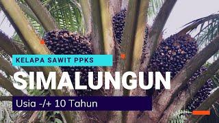 Kelapa Sawit PPKS Simalungun Usia +- 10 Tahun Mantap Buahnya Besar-Besar.