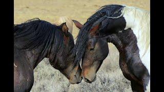 North Americas Wild Horses