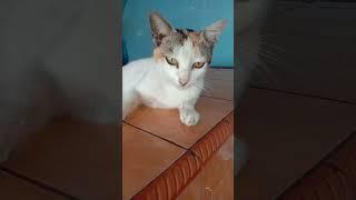 Kucing galau  #videoshorts #catlover