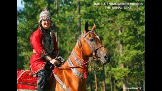 THE AKHAL-TEKE  •  AN ENDANGERED BREED