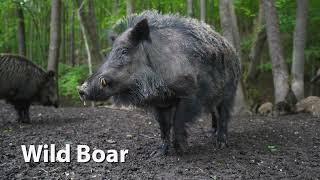 Wild Boar Sounds