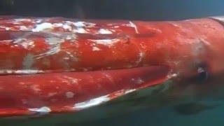 Giant Squid Live Video in Japan Bay Toyama Harbor King Squid Video