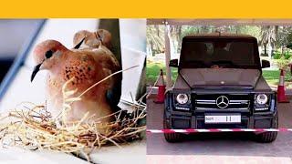 Dubai Crown Prince stops using car after birds build nest on it. Adorable video