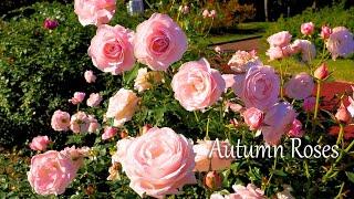 New Varieties of Autumn Roses and Halloween decorations.秋バラの新品種とハロウィーン飾り
