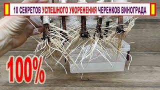 10 секретов 100% укоренения черенков винограда Что необходимо сделать перед укоренением?