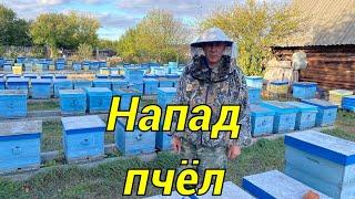 НАПАД ПЧЁЛ Один из методов борьбы на нашей пасеке