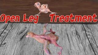 How To Treat Birds Club Leg at Home?