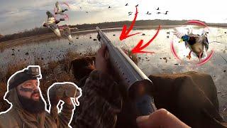 Duck Hunting with a 100 year old A5 Mallard Hunting a secret Public Land Marsh