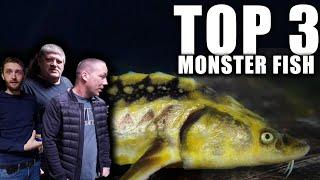 TOP 3 MONSTER aquarium FISH