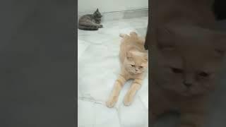 oren #cat #funnyshorts  #cute #cut