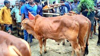 ১৭৭২৪হাটের সেরা সেরা একেবারে স্মার্ট কোয়ালিটির শাহীওয়াল স্যার বাছুর গরুর দাম জানেন।