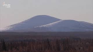 Experts Hope to Combat Permafrost Thaw With Horses Camels and Bison