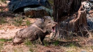 Wild Boar Sound Effect Free