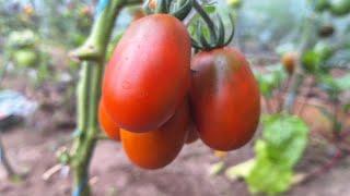 Обзор томатов по сортам 20 ИюляНижегородская область