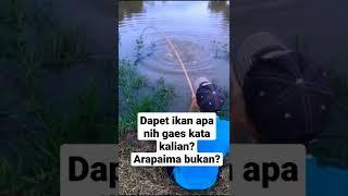 Mancing dapet ikan arapaima? apa bukan? #shorts #fishing #arowana #arapaima #fish