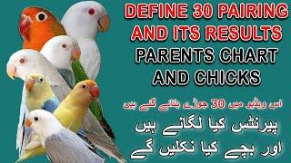 DISCUSS 30 PAIRING OF LOVEBIRDS MUTATIONS AND ITS RESULTS  AA BIRDS INFORMATION