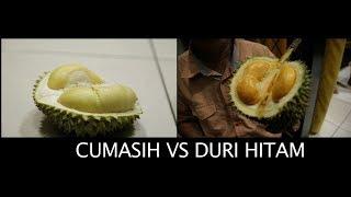 FULL BATTLE DURIAN CUMASIH VS DURIAN DURI HITAM