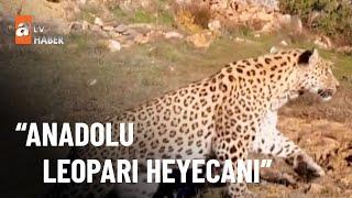 Anadolu Leoparı fotokapanda - atv Ana Haber 26 Ocak 2023