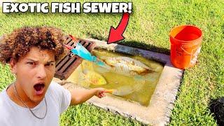 I Found SEWER Filled With EXOTIC Aquarium FISH
