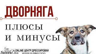 Плюсы и минусы дворняг