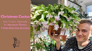 Christmas Cactus How to Get lots of Flowers No Bud Drop & Growing Tips - do this in Autumn