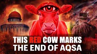 THE RED COW OPENS DOOR FOR DAJJALS ARRIVAL 2024