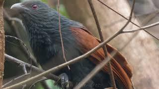 Philippine Coucal - Calling