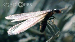 Flying Termites Take a Dangerous Journey to a New Life  Deep Look