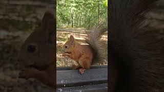 Бельчонок грызет орешек  A baby squirrel nibbles on nuts. #squirrel