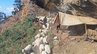 Himalayan Shepherds Life - Ep. 02  Nepali Hardworking Village  People  IamSuman