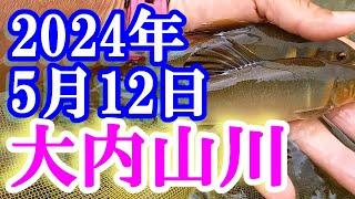 鮎釣り 渇水垢ぐされ 不動野橋上 伊良野橋下 不動野橋上下 大内山川 2024年