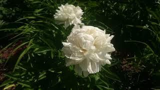 Paeonia White Lullaby