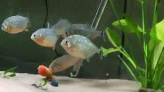 MATURE CONTENT Red Belly Piranha VS Large Feeder Goldfish